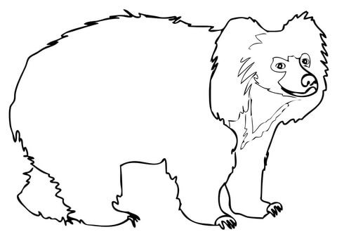 Sloth Bear From Sloth Bear Coloring Page